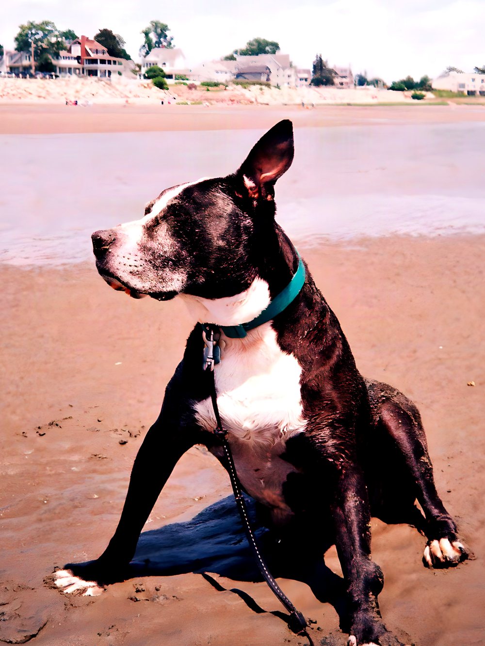 In loving memory of Tay. ♥ Tay, a black and white pit bull, sitting on a wet beach at low tide, head turned toward the water, with houses along the shore behind him.